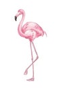 Pink flamingo hand drawn vector illustration. Cute exotic bird color drawing. African fauna representative, realistic