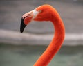 Pink Flamingo Head Close Up Royalty Free Stock Photo