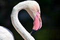 Pink Flamingo Head Close Up Portrait