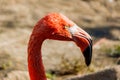 Pink flamingo head coseup at zoo. Phoenicopterus roseus