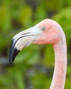 Pink Flamingo Head in Galapagos