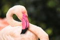 Pink flamingo head and neck detail with long pink beak. Flamingo bird wildlife close portrait with green out of focus bokeh backgr Royalty Free Stock Photo