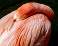 Pink flamingo head tucked in body with eyes open