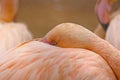 The pink flamingo hid its head under the feathers Royalty Free Stock Photo