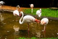 Pink Flamingo. Iguazu bird Park. Brazil. America