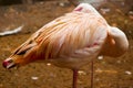 Pink Flamingo. Iguazu bird Park. Brazil. America