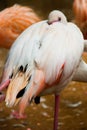 Pink Flamingo. Iguazu bird Park. Brazil. America