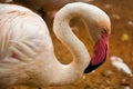 Pink Flamingo. Iguazu bird Park. Brazil. America