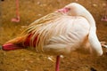 Pink Flamingo. Iguazu bird Park. Brazil. America