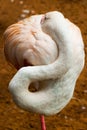 Pink Flamingo. Iguazu bird Park. Brazil. America