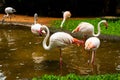 Pink Flamingo. Iguazu bird Park. Brazil. America