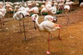 Pink Flamingo. Iguazu bird Park. Brazil. America