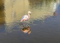 Pink flamingo at the island of Galapagos