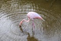 Pink flamingo at the island of Galapagos