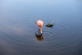 Pink flamingo at the island of Galapagos