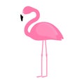 Pink flamingo isolated on white background. Cartoon exotic bird clip art. Flat vector illustration Royalty Free Stock Photo