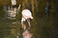 Pink Flamingo in the lake Royalty Free Stock Photo