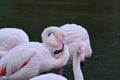 Pink Flamingo in the lake Royalty Free Stock Photo