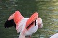 Pink Flamingo in the lake Royalty Free Stock Photo