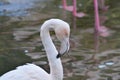 Pink Flamingo in the lake Royalty Free Stock Photo