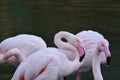 Pink Flamingo in the lake Royalty Free Stock Photo