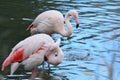 Pink Flamingo in the lake Royalty Free Stock Photo