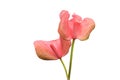 Pink Flamingo Lily Royalty Free Stock Photo