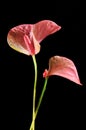 Pink Flamingo Lily Royalty Free Stock Photo