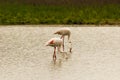 Pink flamingo looking for food