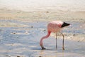 Pink Flamingo Looking for Food in the Shallow Water of Laguna Hedionda, the Saline Lake in Andean Altiplano, Potosi, Bolivia Royalty Free Stock Photo