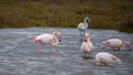 Pink flamingo looks for food in the Molentargius pond in Cagliari, southern Sardinia