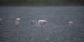 Pink flamingo looks for food in the Molentargius pond in Cagliari, southern Sardinia