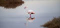Pink flamingo looks for food in the Molentargius pond in Cagliari, southern Sardinia