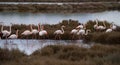 Pink flamingo looks for food in the Molentargius pond in Cagliari, southern Sardinia