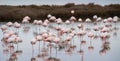 Pink flamingo looks for food in the Molentargius pond in Cagliari, southern Sardinia Royalty Free Stock Photo