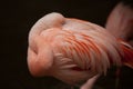 Pink Flamingo neck bent and sleeping Royalty Free Stock Photo