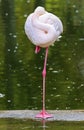 Pink flamingo on one foot