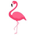 Pink flamingo on one leg. Royalty Free Stock Photo