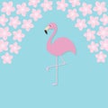 Pink flamingo on one leg. Exotic tropical bird. Zoo animal collection Royalty Free Stock Photo