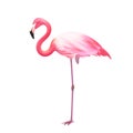 Pink Flamingo One Leg Realistic Icon Royalty Free Stock Photo