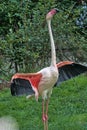 Pink flamingo with open wings on a green background.