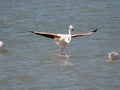 Pink Flamingo taking flight Royalty Free Stock Photo