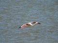 Pink Flamingo taking flight Royalty Free Stock Photo