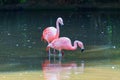Pink Flamingo - Phoenicopteriformes Stands In The Pond Water, Has Its Head In The Water And Hunts For Food. Its Image Is Reflected