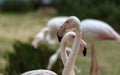 Pink flamingo portrait. Wild african bird group