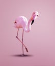 Pink flamingo pose, with naive innocent asking look
