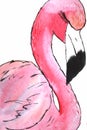 Pink flamingo postcard