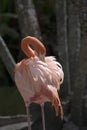 Pink flamingo preening its delicate creamy orange feathers in a natural setting Royalty Free Stock Photo