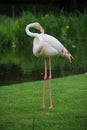 Pink flamingo Royalty Free Stock Photo