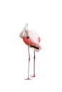 Pink flamingo Royalty Free Stock Photo